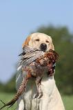 LABRADOR 476